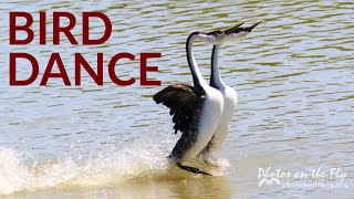 Western Grebe Dance [upl. by Elocon]