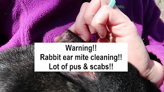 How to treat ear mites naturally  The grossest video I have made [upl. by Snoddy383]