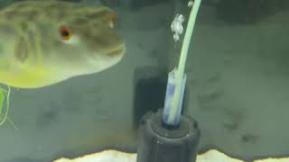 Fahaka Puffer LIVE FEEDING [upl. by Norford]