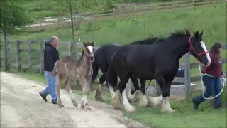 Hermann Farm Shire Horses [upl. by Azilem90]