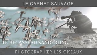 Photographier les oiseaux  le Bécasseau sanderling [upl. by Annauqahs]