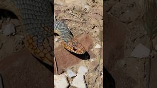 Желтобрюхий Каспийский полоз Caspian whipsnake Dolichophis caspius [upl. by Llehcam]