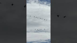 November 15 2024 sandhill cranes flying south for the winter cranesintheskybirdenthusiast [upl. by Esnahc]