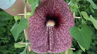 Waanzinnige plant de Aristolochia grandiflora [upl. by Merc]