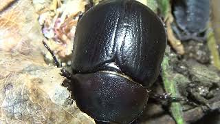 Funny Scarab Beetle Penthodon Scarabaeidae Crawling With Small Mites Kyiv Ukraine 07062023 [upl. by Leila]