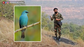 Verditer flycatcher Eumyias thalassinus  by Shantanu Kuveskar [upl. by Carl]