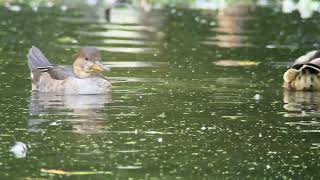 20240915 Hooded Merganser and Wood Duck [upl. by Ellednahc]