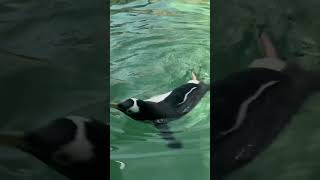 Penguin water aerobics [upl. by Rosel]