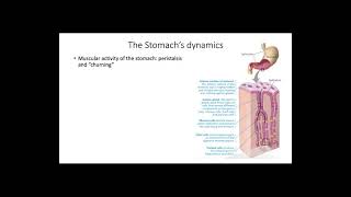 Organ Specialization in Digestive Systems [upl. by Falda]