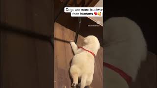 My babiie dog ❤️parulgauravsharmavlogs explorepage shortvideo youtubeshorts [upl. by Elden491]