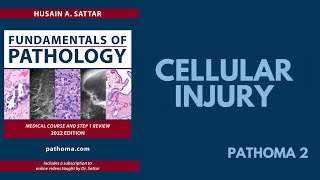 CELLULAR INJURY  Pathoma 2 [upl. by Caz]