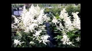 Best Perennials  Astilbe Deutschland False Spirea [upl. by Yemerej]