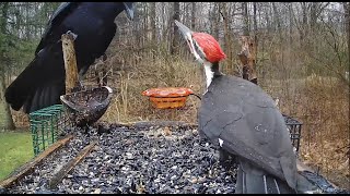 Pileated Woodpecker vs Crow [upl. by Elison]