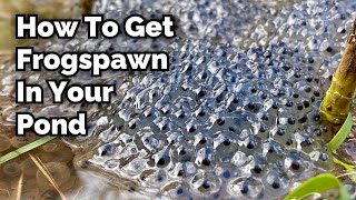 How to Encourage Frogspawn in Your Pond [upl. by Teilo]