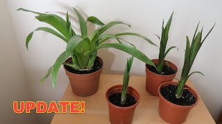 Bromeliad Propagation Update  Check Out These Guzmania Pups [upl. by Luanni]