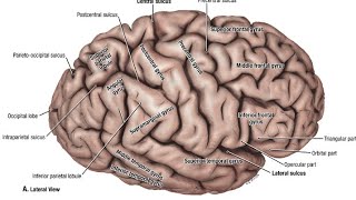 sulcus and gurus of human brain 🧠 mbbs urdulectures mbbs allah iloveprophetmuhammadﷺ medical [upl. by Udella]