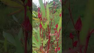 Roselle Hibiscus sabdariffa roselle hibiscus fruit flowers kokan karwar nature gardening [upl. by Jacquelin46]