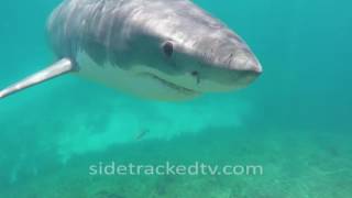 Filming a Great White Shark For First Time No Cage Armed With a Snorkel and GoPro [upl. by Linskey]