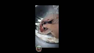 ASMR bangus daing🐟 milkfish [upl. by Aljan]