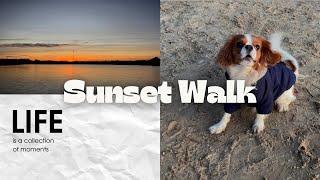 The Cavalier King Charles Spaniel Running At Sunset 🐶🌄 [upl. by Anait]