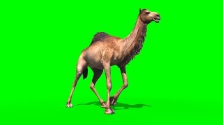 Green Screen Camel Dromedary Animals  Footage PixelBoom [upl. by Gebelein814]