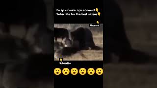 BEAR VS WOLVES animals wildlife subscribe wolf youtubeshorts shorts youtube love nature [upl. by Dzoba]