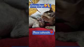 So caring❤😻😘 🐈cat funnykitty catfunny pets petlover shorts shortvideo trending catlover [upl. by Adnahc568]