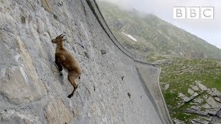 The incredible ibex defies gravity and climbs a dam  Forces of Nature with Brian Cox  BBC [upl. by Hobey]