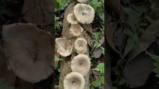 Funnel Wood Cap Mushroom😍Lentinus sajorcajuSaprophytic MushroomPolyporaceae familyfungi [upl. by Ahcmis964]