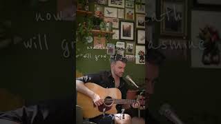 The Gardener Cover  Tallest Man on Earth acoustic singersongwriter coversong guitar musician [upl. by Onaicilef]