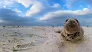 WADDEN 360 degrees [upl. by Nattirb]