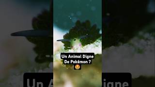 Le Mouton Feuille  Un Animal Digne De Pokémon  🐌 [upl. by Eanahc]