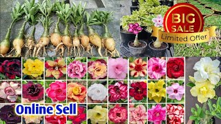 grafted adenium plant online sell very cheap price horticultureking [upl. by Mohammed922]