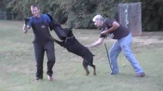 DOBERMAN SCHUTZHUND TRAINING SOLD [upl. by Animsaj478]