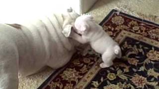 Elvis the Bulldog Puppy bites his mom Patches in the face [upl. by Drooff350]