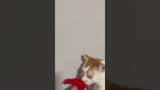 Behind the scenes crochet cat crochetshrimp crochetcattoy bts behindthescene catvideo [upl. by Laurentium]