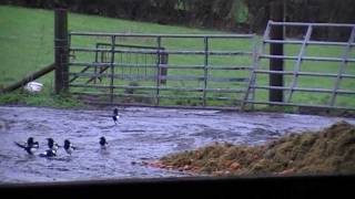 Air Rifle Hunting Farmyard Vermin Control 5 28 Nov 2011 [upl. by Enyawud]