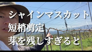 冬の剪定で芽を多めに残した結果 短梢剪定 [upl. by Stormy]