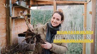 Dahlia knollen bewaren  MAY amp JUNE [upl. by Allekram]