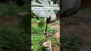 How to grow monstera deliciosa from cutting monstera water propagation results [upl. by Bridget]