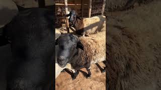 viralvideo viralshorts ratzonfarm ratzonsheep [upl. by Samala]