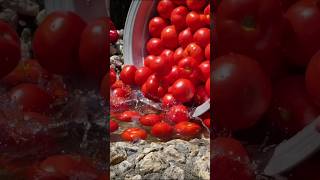 The Only Preservation Method For Excellent Tomatoes You Need🍅tomato preservation villagefood [upl. by Iline]