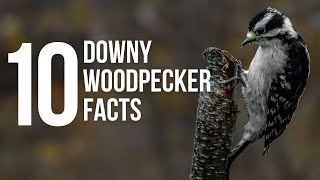 10 Downy Woodpeckers Facts [upl. by Teevens158]