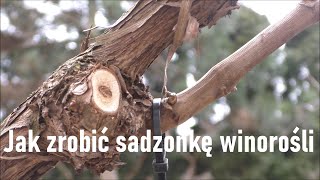 Wiosenne rozmnażanie winorośli [upl. by Lehplar]