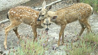 Spotted Summer Surprise Fawns Frolic in Pacific Grove Front Yard July 2023 [upl. by Nirda]