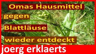 Omas Natur Hausmittel gegen Blattläuse bekämpfen Tutorial Video Nr114 [upl. by Notsgnal443]