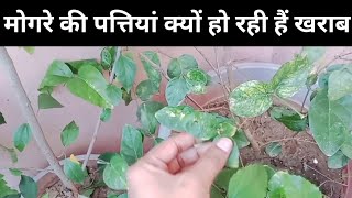 मोगरा की पत्तियां हो रही है खराब तो यह काम जरुर करें। Jasmine plant care 🌿 [upl. by Nibaj]