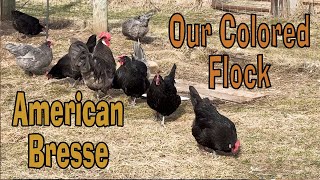 American Bresse Colored Flock Intro [upl. by Boar]