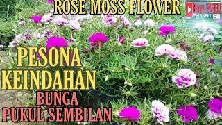 CARA MENANAM BUNGA PUKUL SEMBILAN Portulaca grandiflora  THE BEAUTY OF ROSE MOSS [upl. by Pierre]