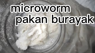 Review of Microworm Cultures A Nutritious Choice for Your Fish [upl. by Adall]